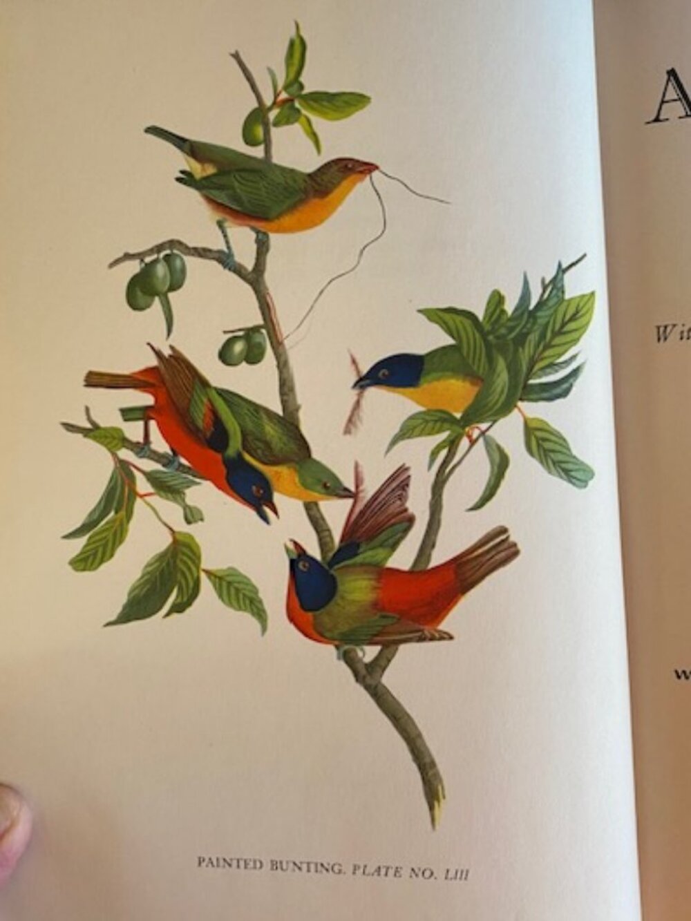 First Edition 1936 AUDUBON by Constance Rourke 12 Color Plates Harcourt Brace HC